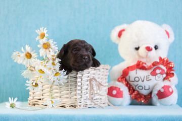 A small Labrador puppy sitting in a basket with flowers next to a toy bear on a blue background