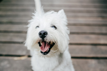Cute West Highland White Terrier playing on a wooden floor in a park. Outdoors portrait of a pet.