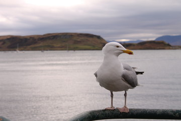 Mouette en Ecosse