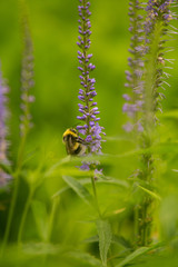 A beautiful bumblebee gathering pollen from blue flower in a summer meadow. Vibrant closeup scenery.
