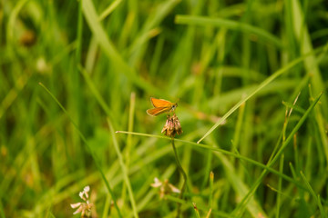 A beautiful small butterfly sitting on a flower in summer meadow. Vibrant closeup landscape