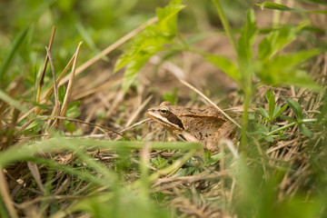 A beautiful brown frog sitting in a meadow grass near the river.