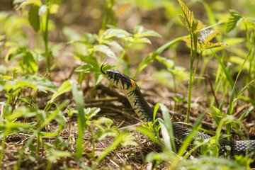 A beautiful closeup of a grass snake on a ground in meadow. Reptile portrait.