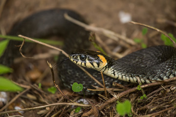 A beautiful closeup of a grass snake on a ground in meadow. Reptile portrait.