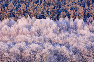Blue winter landscape, birch tree forest with snow, ice and rime. Pink morning light before sunrise. Winter twilight, cold nature in forest. Sumava, Czech republic. Mountain landscape with trees.