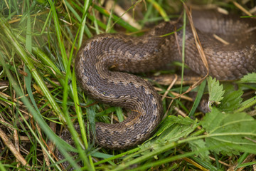 A beautiful viper hiding in a grass in summer meadow. Reptile portrait.