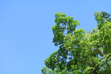 branch leaf of rubber tree beautiful in forest on blue sky background