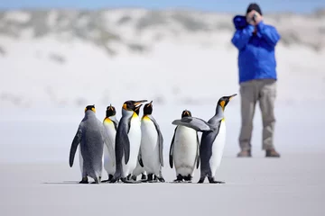 Poster Photographer with Group of penguin. King penguins, Aptenodytes patagonicus, going from white snow to sea in Falkland Islands. Penguins in the snow. Group of penguins in Antartica. Travel with penguins © ondrejprosicky