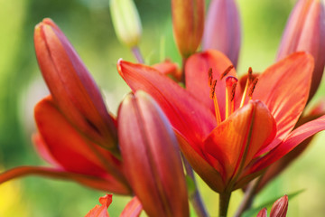 Orange blooming lily with buds, close-up