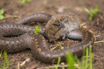 A dramatic closeup of a viper with a cought dead mouse. Circle of life.