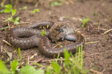 A dramatic closeup of a viper with a cought dead mouse. Circle of life.