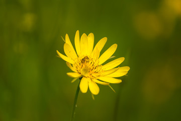 Beautiful yellow flower blossoming in a summer meadow.
