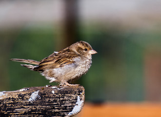 Home Sparrow sitting on a tree stump.