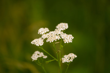 A beautiful yarrow flowering in a summer meadow. Vibrant closeup scenery.