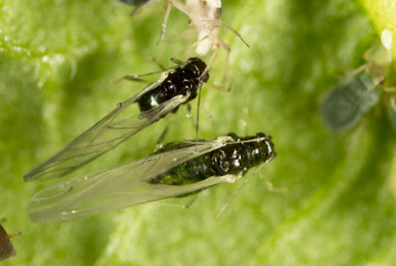 Aphids on a green leaf in nature