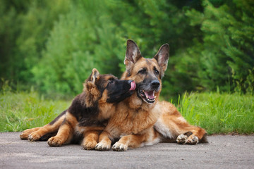 German Shepherd puppy licks an adult dog