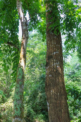 Fototapeta premium big tree forest tropical with branch and green woodland leaves background in nature