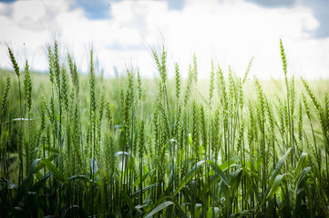 Spikelets of young wheat in summer