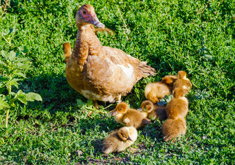 Duck and ducklings on green grass.