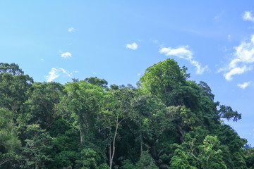 rain forest  tropic landscape under sunlight in the  summer with blue sky background