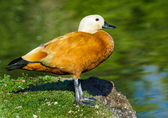Ruddy Shelduck standing on a green grass on a background of blue water.