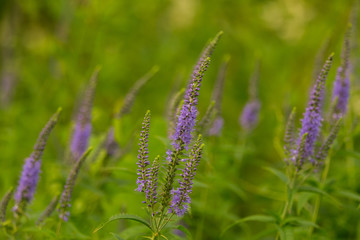 A beautiful longleaf speedwell flowering in a summer meadow. Veronica Longofolia.