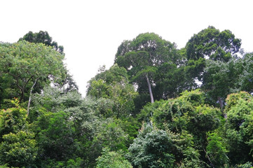 Obraz premium rain forest tropic landscape under sunlight in the summer with blue sky background