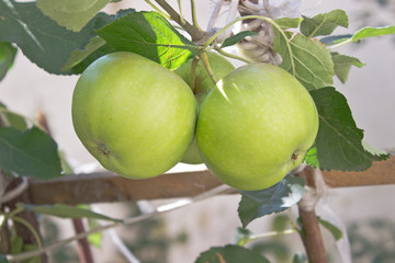 Green apple fruit on a tree