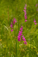 A beautiful pink turkish marsh gladiolus blossoming in a sunny afternoon meadow. Vibrant natural scenery.