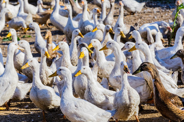 Obraz premium Geese and ducks in the poultry yard.