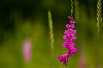 A beautiful pink turkish marsh gladiolus blossoming in a sunny afternoon meadow. Vibrant natural scenery.