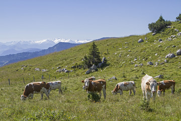 Fototapeta premium Kuhherde vor Alpenpanorama