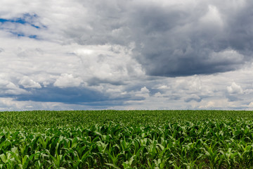 Gloomy, stormy skies over a cornfield.