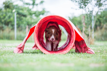 Ein Australian Shepherd beim Agility im Tunnel