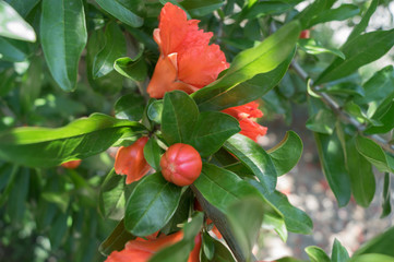 Obraz premium Red garnet bud grows on a pomegranate tree in a sunny day