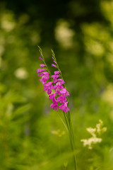 A beautiful pink turkish marsh gladiolus blossoming in a sunny afternoon meadow. Vibrant natural scenery.