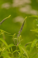 A beautiful longleaf speedwell flowering in a summer meadow. Veronica Longofolia.