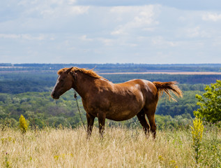 Fototapeta premium Domestic horse grazing in the meadow on a blue sky background.