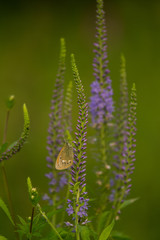 A beautiful longleaf speedwell flowering in a summer meadow. Veronica Longofolia.