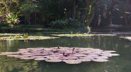 Victoria is a genus of water-lilies, in the plant family Nymphaeaceae, Amazona Brazil 