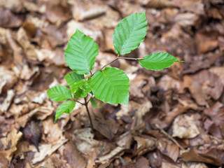 Junge Buche - Buchenkeimling - Buchenwald