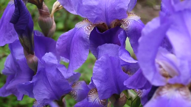 Blue irises moving on the wind. Video footage HD static camera.