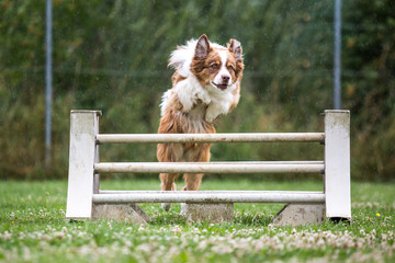 Ein Australien Shepard beim Agility im Sprung