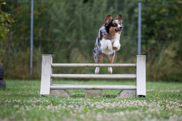 Ein Australien Shepard beim Agility im Sprung
