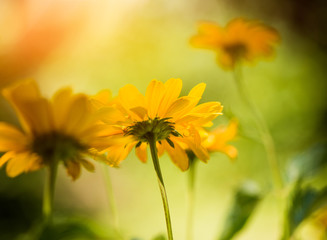 summer season yellow flowers isolated at abstract background