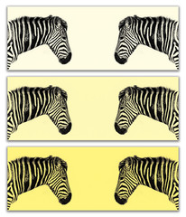 Fototapeta na wymiar Plains Zebra triptych in yellow tones