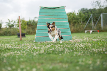 Ein Australian Shepard beim Agility