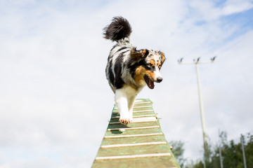 Ein Australian Shepard beim Agility