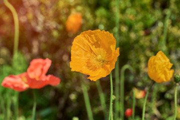 Fototapeta premium Close-up of yellow California Poppy