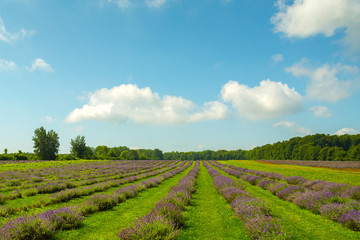 Rows of lavender flowers with blue sky on the horizon